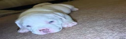 American Bully dogs for sale: 🐾 POCKET BULLY PUPPIES 🐾  - Advert 3