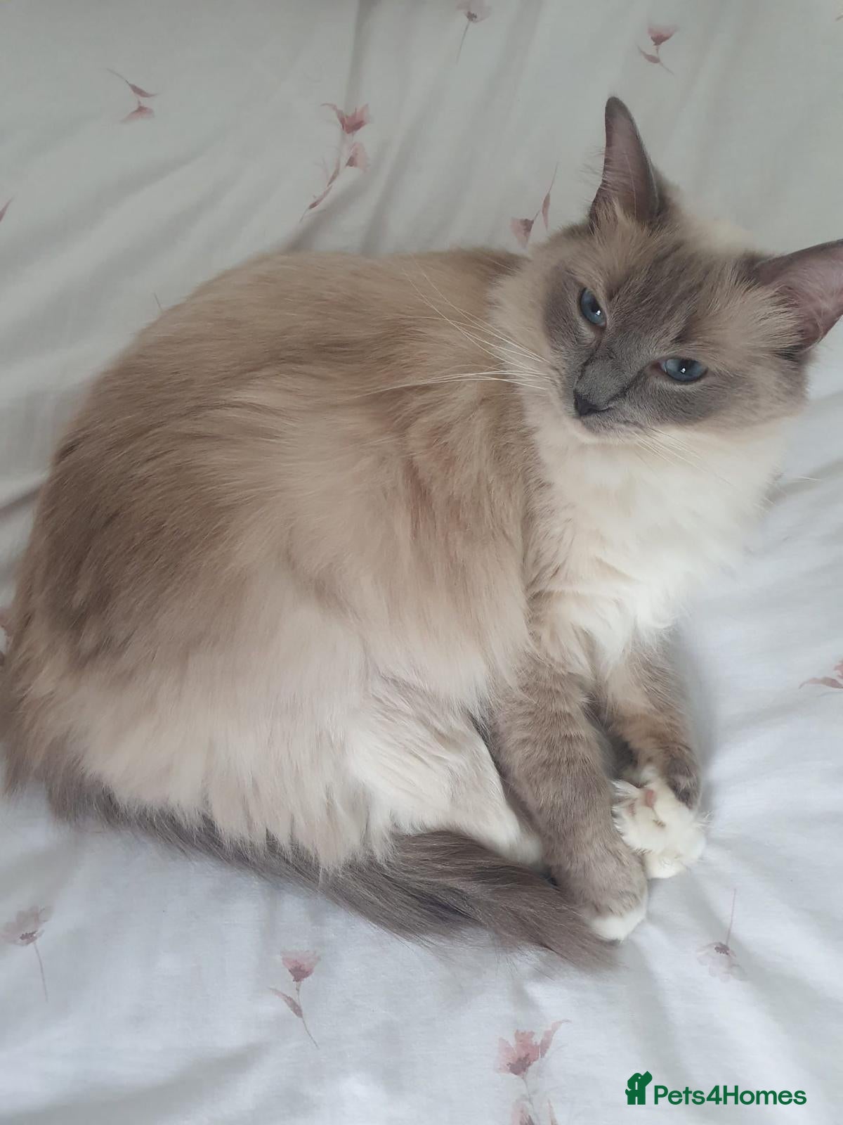 Ragdoll cats Adorable Ragdoll Kittens Looking For A New Home - Advert 11