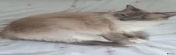 Ragdoll cats for sale: Adorable Ragdoll Kittens Looking For A New Home - Advert 1