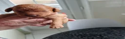 Cavapoo dogs for sale: BEAUTIFUL FIB CAVAPOO BORN 26/6/26 - Advert 18