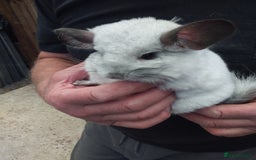 Chinchilla rodents for sale: Beautiful girls  - Image 1