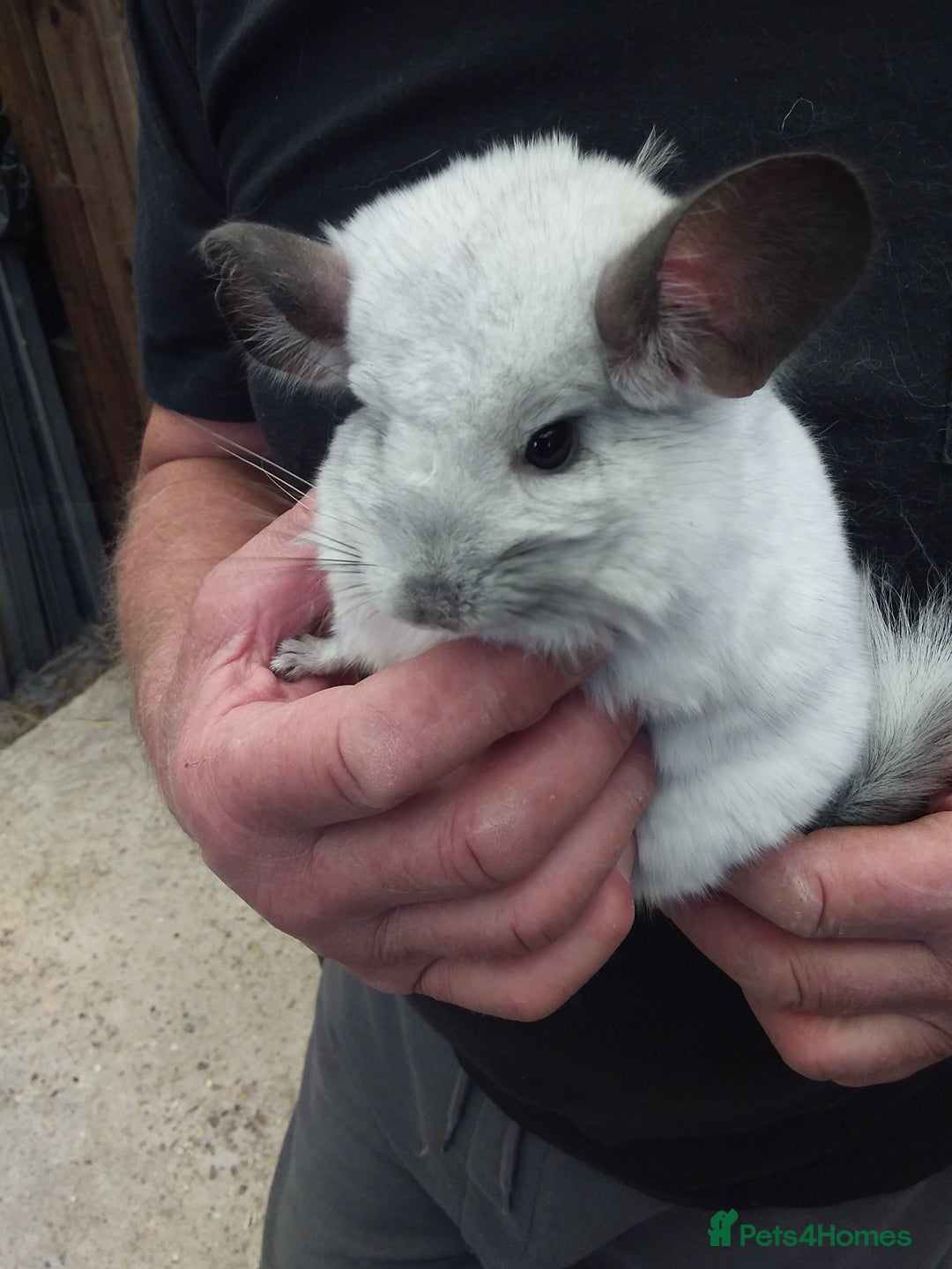 Chinchilla rodents for sale: Beautiful girls  - Image 1