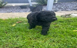 Labradoodle dogs for sale: Multigenrational labradoodle  - Image 3