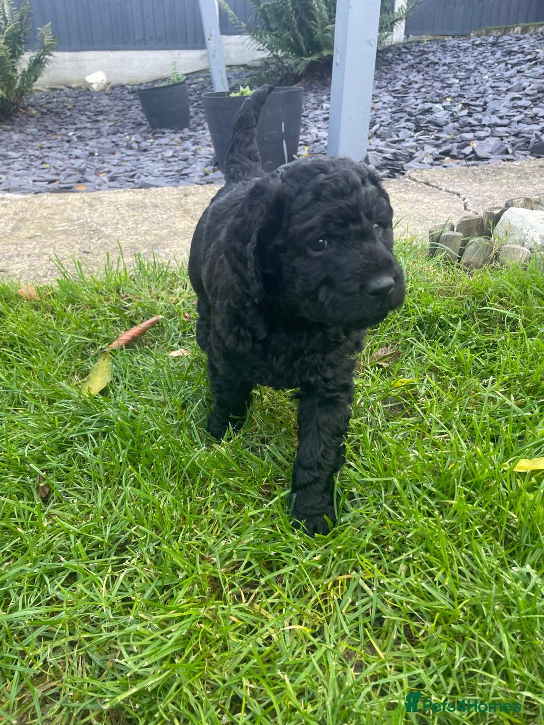 Labradoodle dogs for sale: Multigenrational labradoodle  - Image 3