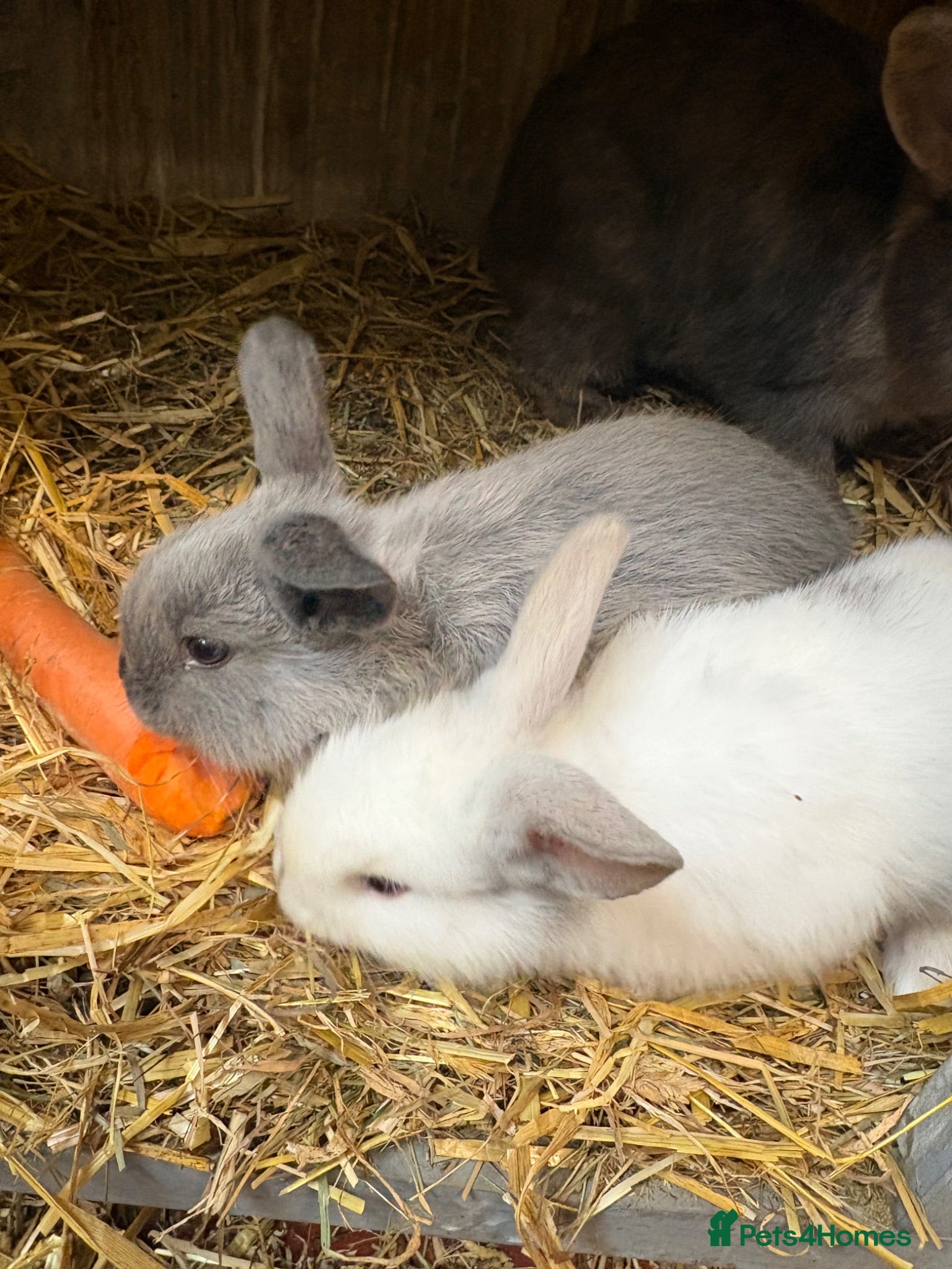 Mixed Breed rabbits Baby Rabbits - Advert 1