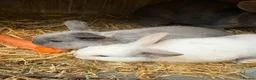 Mixed Breed rabbits for sale: Baby Rabbits in Birmingham - Advert 1