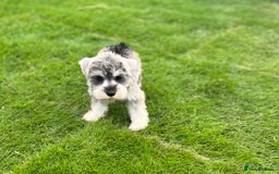 Miniature Schnauzer dogs for sale: Just 2 boys and girls available raised with love - Image 39