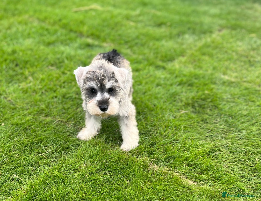Miniature Schnauzer dogs for sale: Just 2 boys and girls available raised with love - Image 39