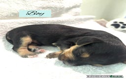 Mixed Breed dogs for sale: Cockapoochi Puppies - Image 9