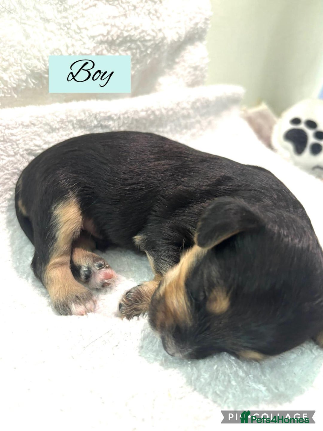 Mixed Breed dogs for sale: Cockapoochi Puppies - Image 9