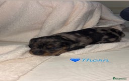 Mixed Breed dogs for sale: 5 Adorable miniature dapple schnoxie puppies - Image 17