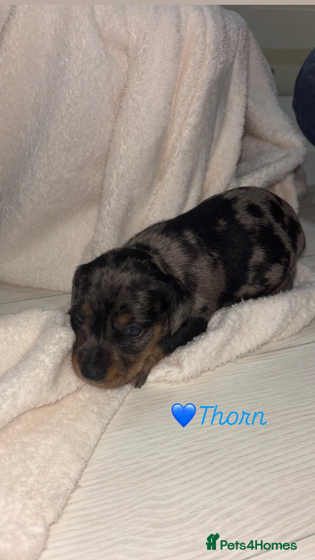 Mixed Breed dogs for sale: 5 Adorable miniature dapple schnoxie puppies - Image 17