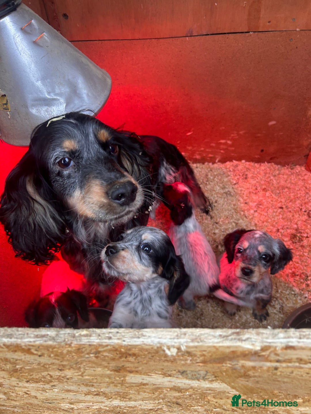 Cocker Spaniel dogs for sale: Cocker spaniel puppies  - Advert 6