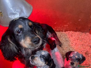 Cocker Spaniel dogs Cocker spaniel puppies - Advert 1