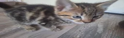 Mixed Breed cats for sale: 2 litters of 2 mommy in Preston - Advert 17