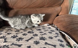 Persian cats for sale: Persian x kittens , 2 separate litters - Advert 14
