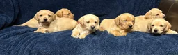 Labrador Retriever dogs for sale: Fetch labrador puppies - Advert 16