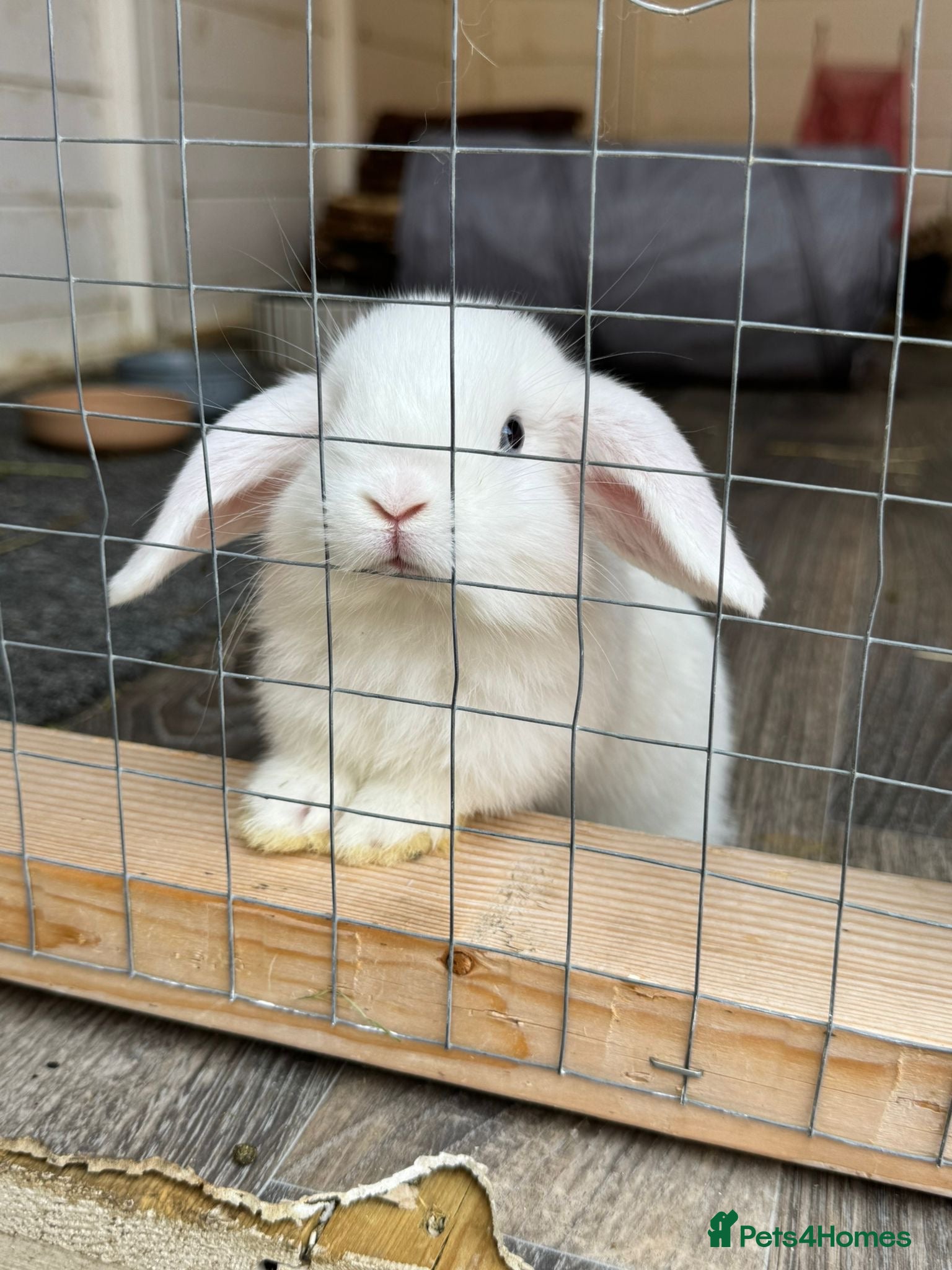 Mini Lop rabbits Last girl available  - Advert 2