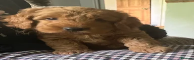 Cockapoo 2