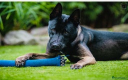 Belgian Shepherd Dog dogs for stud: Belgian Malinois x American Akita for Stud - Image 4