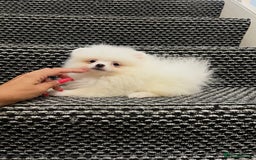 Pomeranian dogs for sale: ❤️ Very Small Quality Girl ❤️ - Image 3