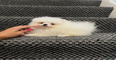 Pomeranian dogs - Advert 4