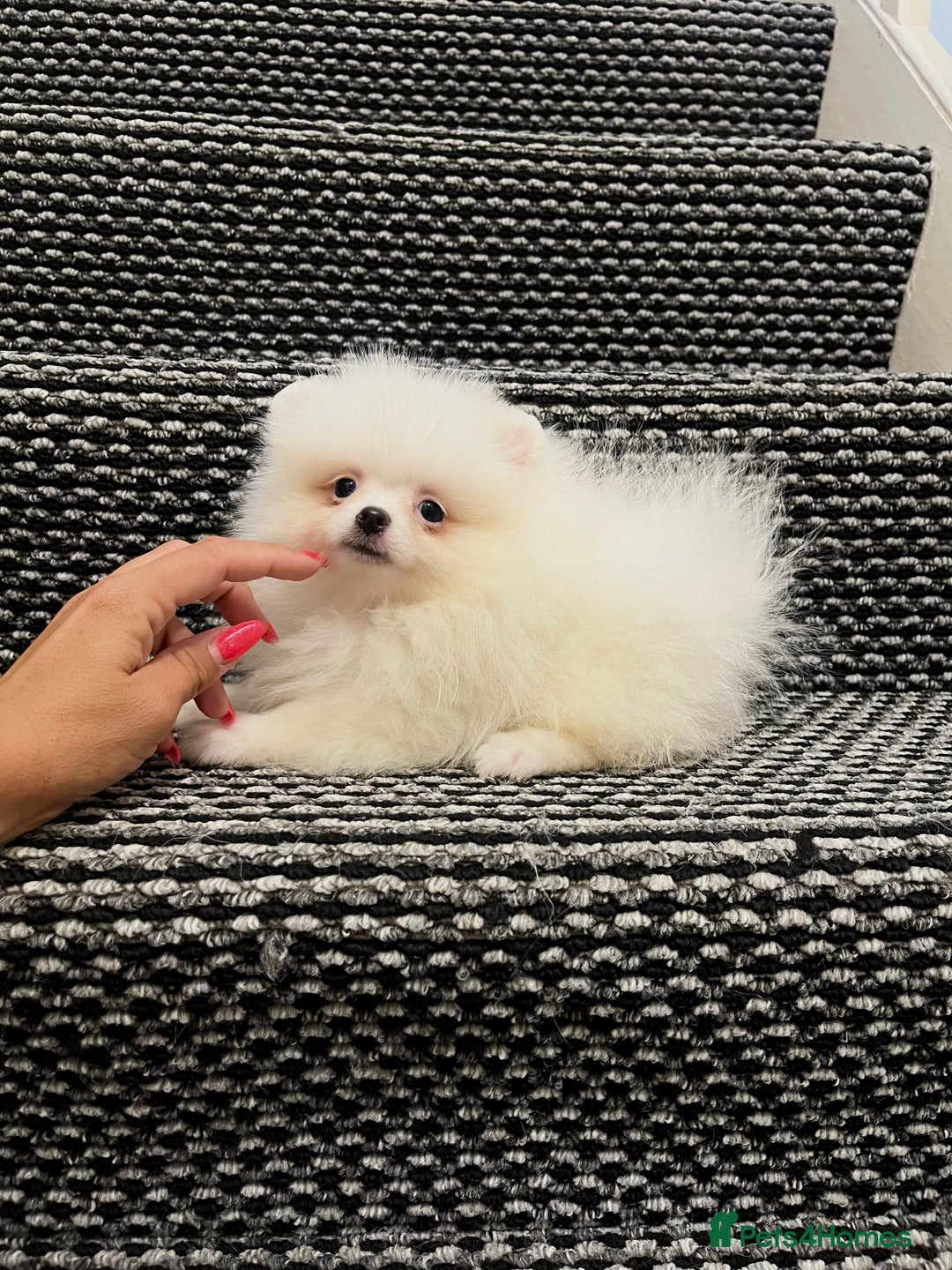Pomeranian dogs for sale: ❤️ Very Small Quality Girl ❤️ - Image 3