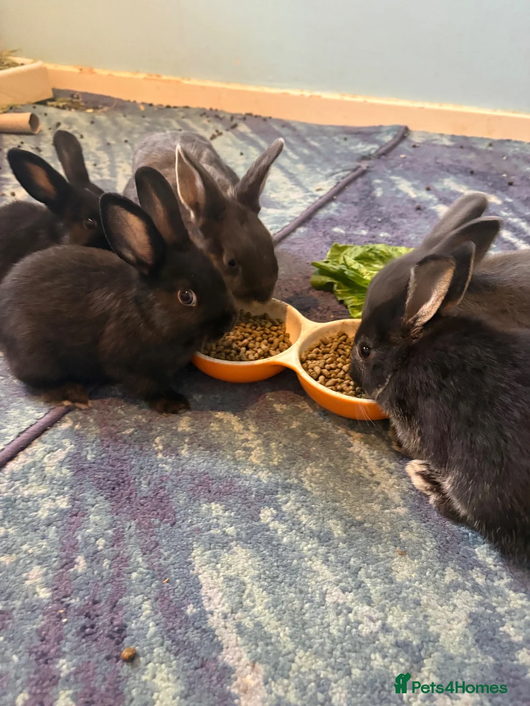 Netherland Dwarf rabbits for sale: Gorgeous Netherland Dwarf kits - Advert 10