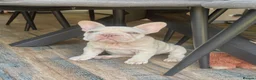 French Bulldog dogs for sale: She was my keeper. STUNNING French Bulldog Girl - Advert 6