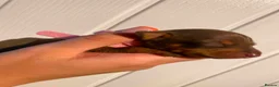 Miniature Pinscher dogs for sale: Miniature Pinschers, Chocolates - Advert 22