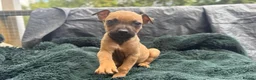 Mixed Breed dogs for sale: German Shepherd mix puppies  in Swansea - Advert 34