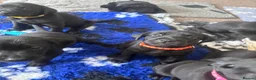 Labrador Retriever dogs for sale: Labrador Retriever KC puppies - Advert 28