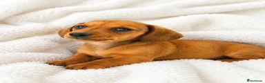 Miniature Dachshund Puppy 3