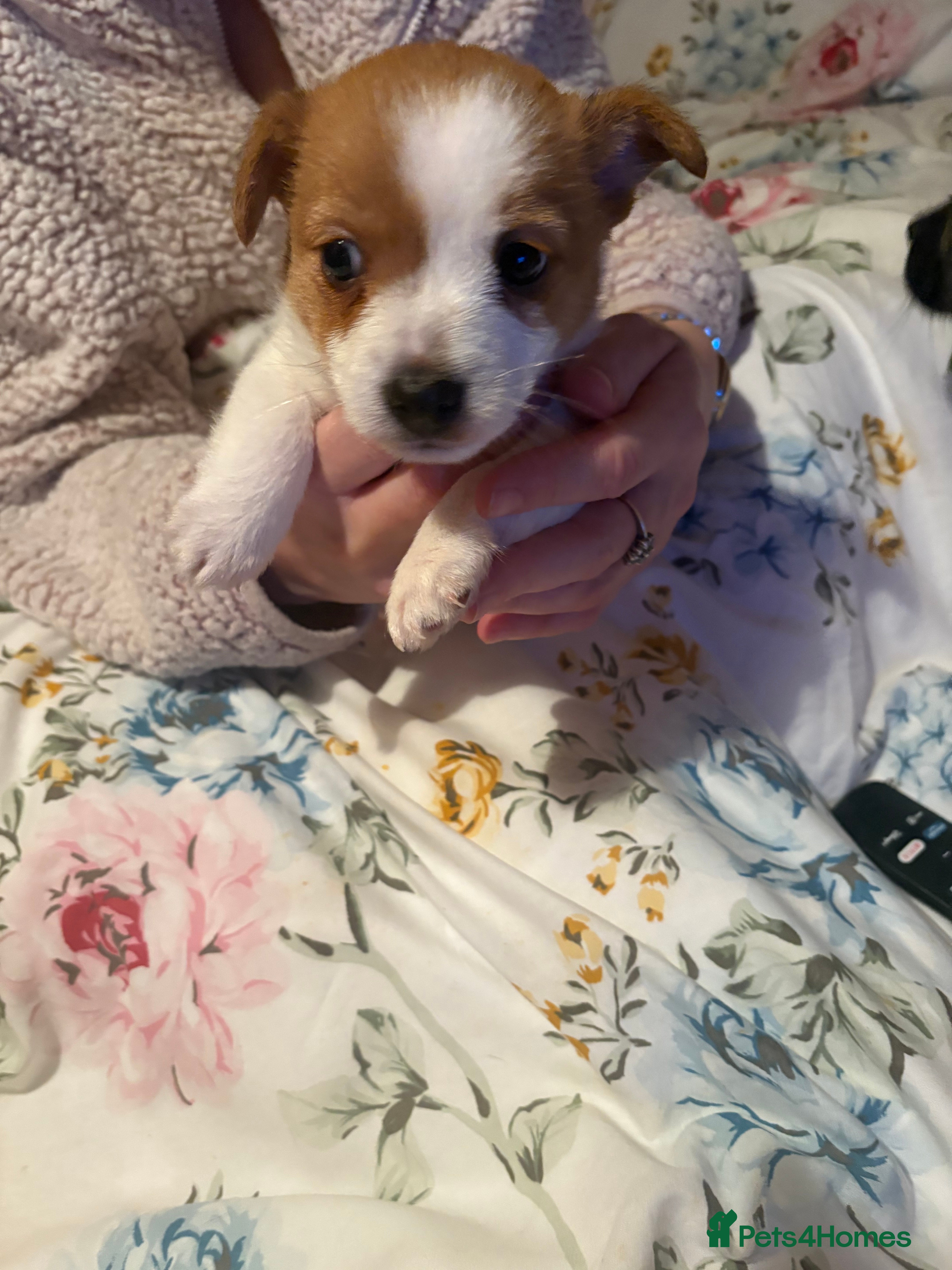 Jack Russell dogs Beautiful miniature jack russell boy  in Chelmsford - Advert 1