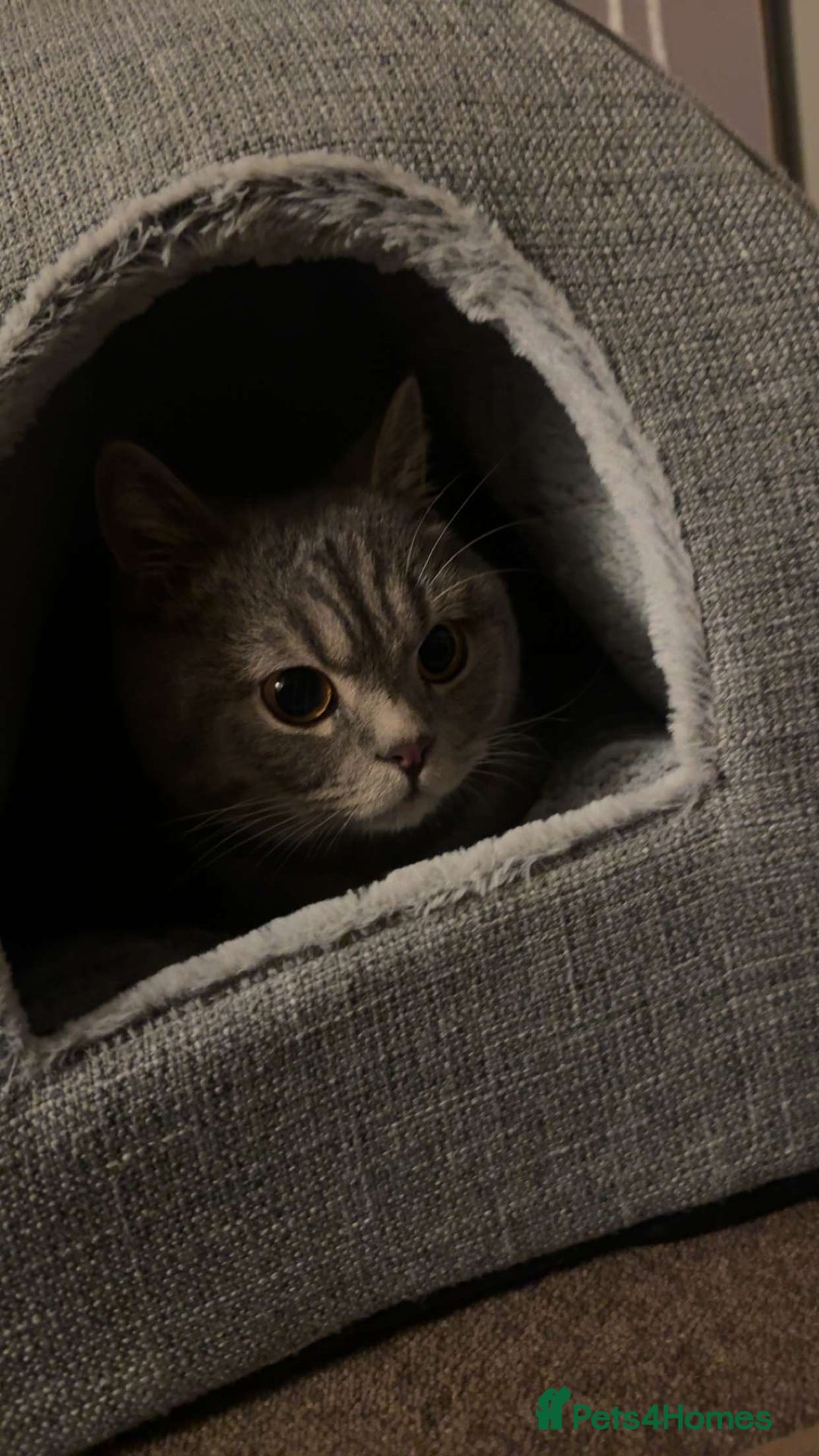 British Shorthair cats for sale: British shorthair male - Advert 4