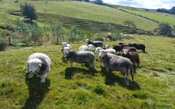 Sheep livestock for sale: Beautiful Herdwick Sheep - Lambs and Shearlings - Image 3