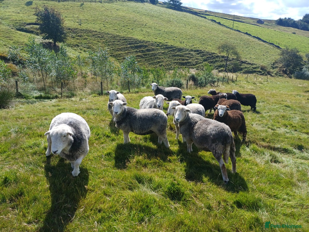 Sheep livestock for sale: Beautiful Herdwick Sheep - Lambs and Shearlings - Image 3