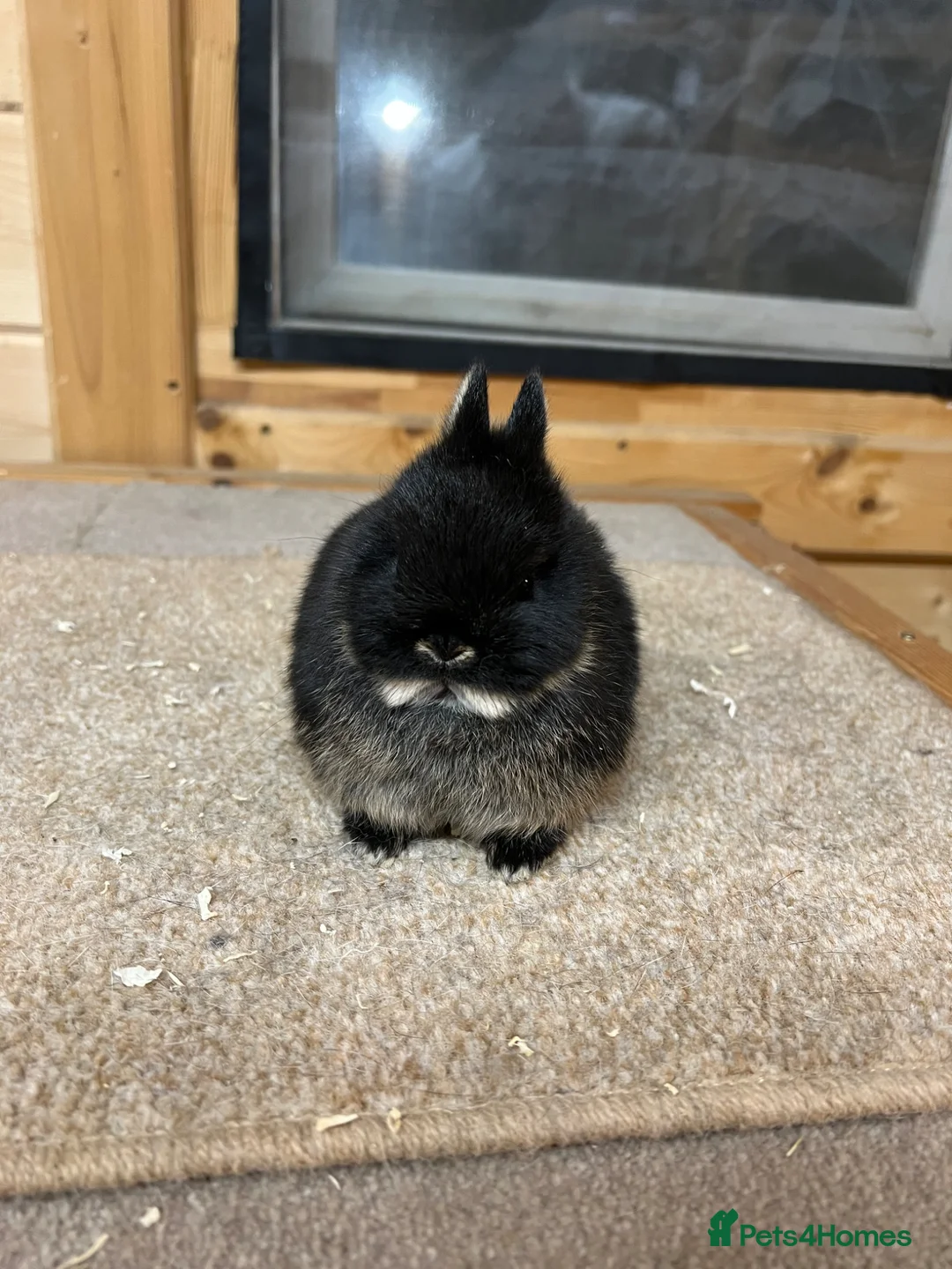 Netherland Dwarf rabbits for sale: Stunning Top Quality Netherland Dwarfs - Advert 6