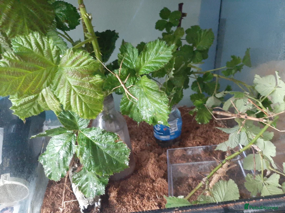 Stick Insects invertebrates for sale: Black beauty stick insects for sale in Luton - Advert 3