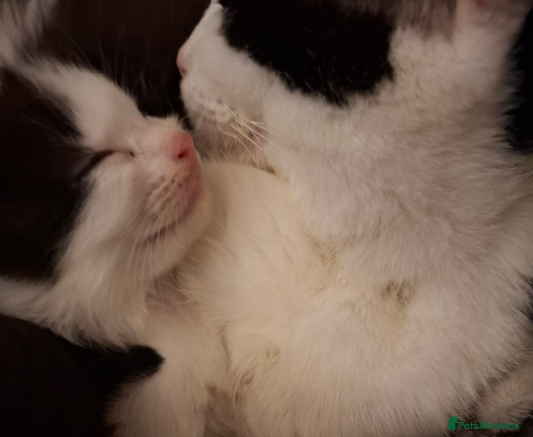 Mixed Breed cats for sale: 3 Kittens awaiting there new family. - Advert 11