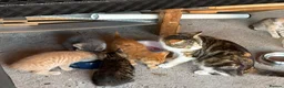 Mixed Breed cats for sale: 6 lovely kittens for sale - Advert 7