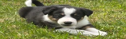 Border Collie dogs for sale: Working Border collie puppies  - Advert 15