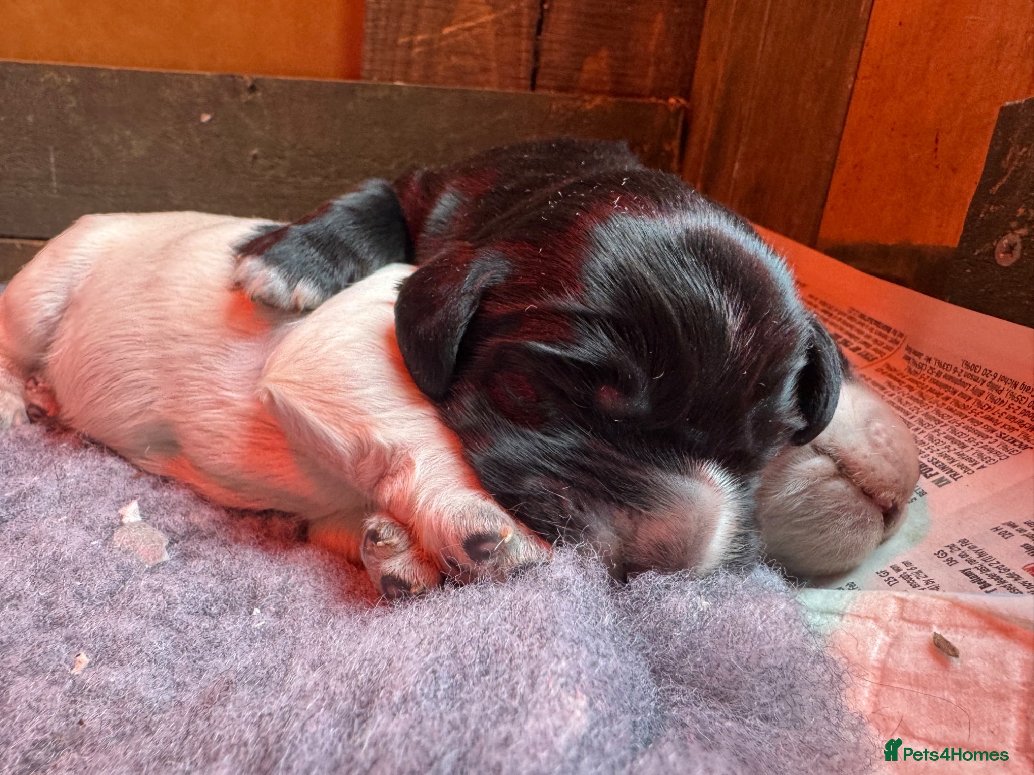 Cocker Spaniel dogs Cocker spaniel pups for sale  - Advert 1