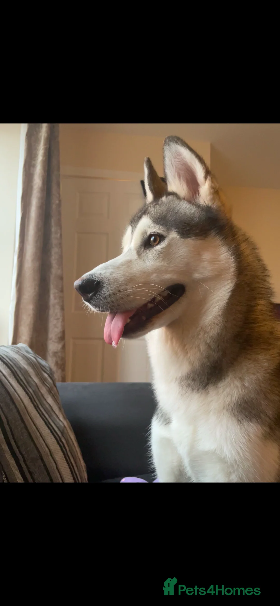 Siberian Husky dogs for sale: Siberian husky  - Advert 3