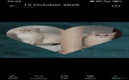 British Shorthair cats for sale: Quality X4 British Longhair x2 British Shorthair - Image 10