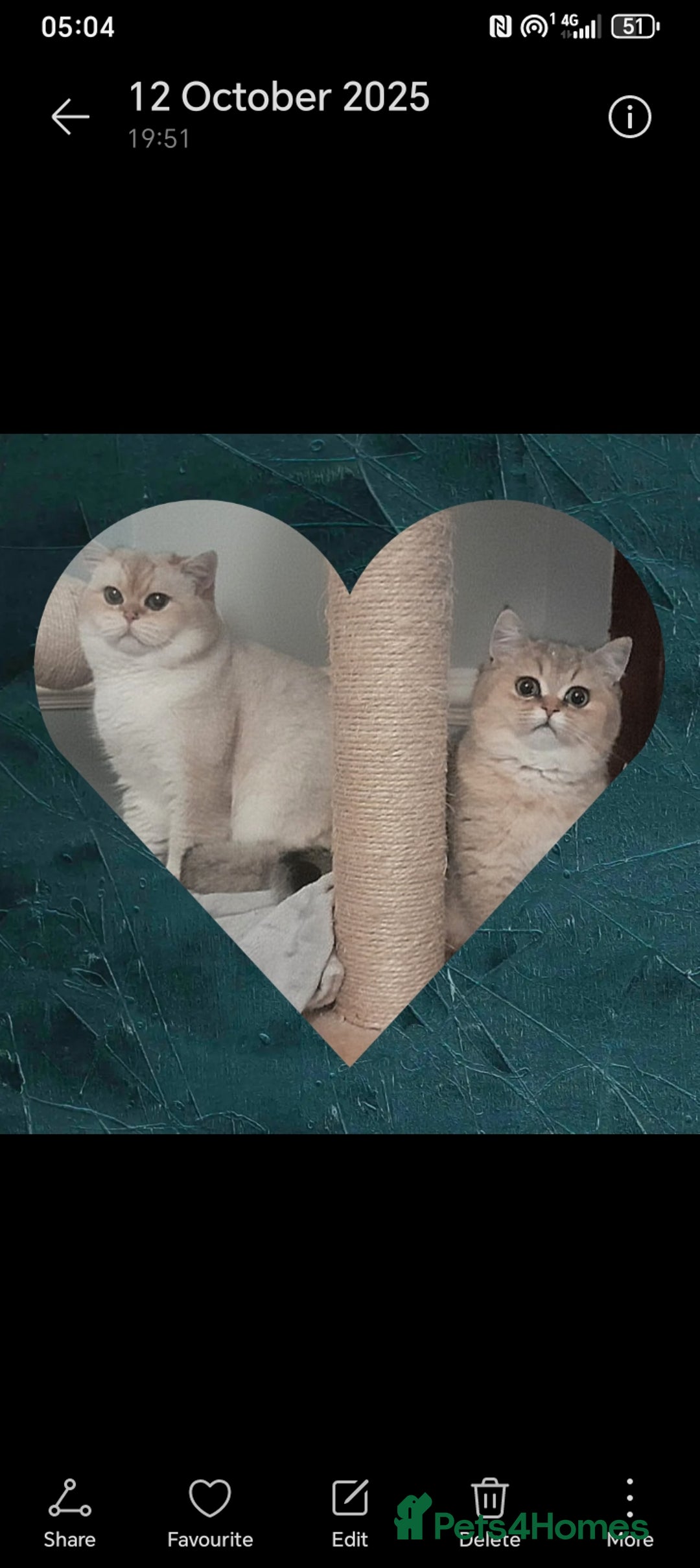 British Shorthair cats for sale: Quality X4 British Longhair x2 British Shorthair - Image 10