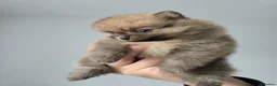 Pomeranian dogs for sale: pomeranian tedy - Advert 7