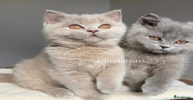 British Shorthair cats - Advert 6