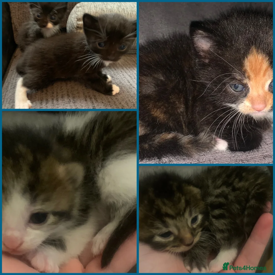 Mixed Breed cats for sale: Beautiful litter of tortie- black - tabby kittens in Liverpool - Advert 1