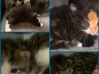 Mixed Breed cats Beautiful litter of tortie- black - tabby kittens - Advert 2